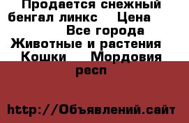 Продается снежный бенгал(линкс) › Цена ­ 25 000 - Все города Животные и растения » Кошки   . Мордовия респ.
